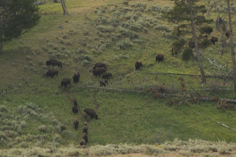 Sometimes you have to share the trail with the animals, as you can see as these bison use the trail to come down the hill.  Give them a wide berth, or wait for them to clear before continuing.