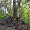 Tree growing into the path