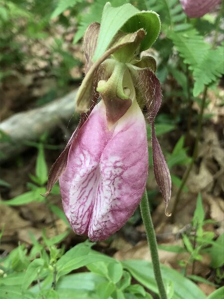 Lady's Slipper