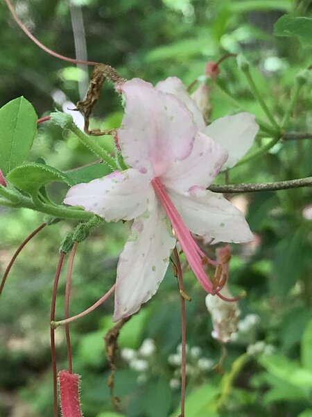 Pink Azalea