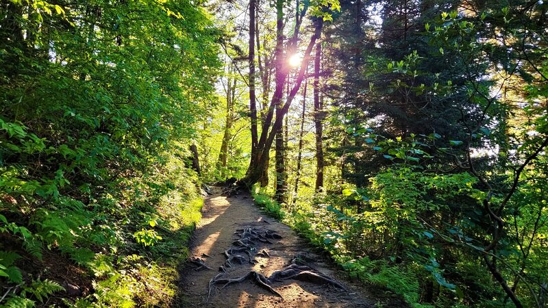 View from the trail