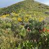 Wonderful floral display along the Sterling Justice Trail.