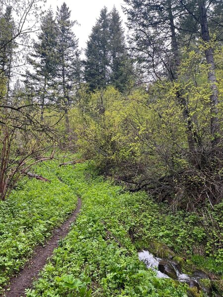 A lush green trail along Cusick Creek.