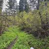 A lush green trail along Cusick Creek.