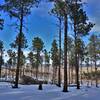 Pine forest and nice views though the burn area beyond.