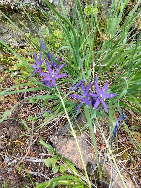 Great camas, approximate location - in a grassy nook.