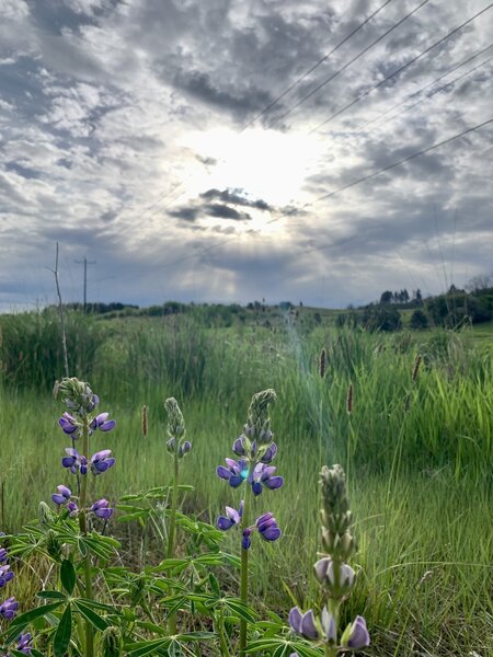 Morning sunburst, lupines, Arbor loop.