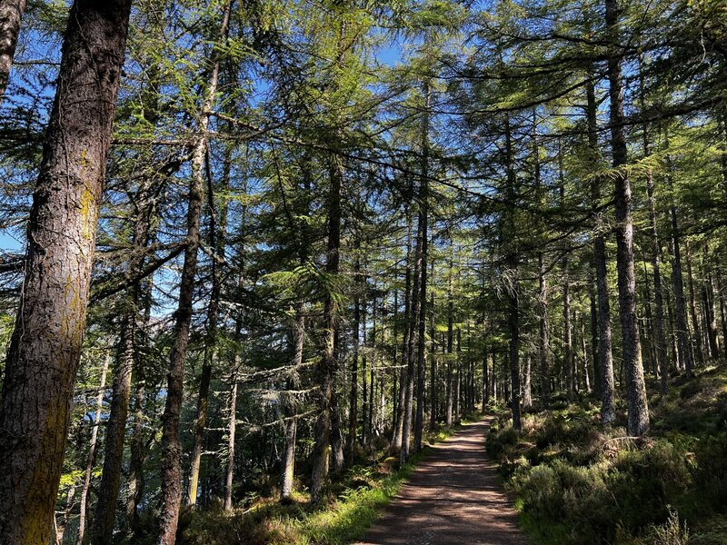 Doubletrack path through the forest. Loch Ness off to the left.