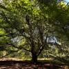 An old Smooth Alder tree along the trail.