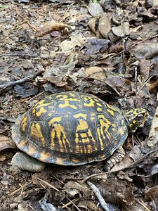 The turtles are out looking to lay eggs.