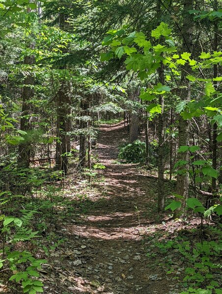 Beginning of Nebo Trail