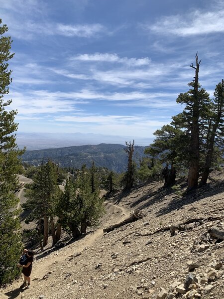 The saddle to Mt. Baden-Powell