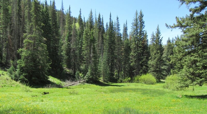 Pretty meadow beside the trail.