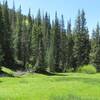 Pretty meadow beside the trail.