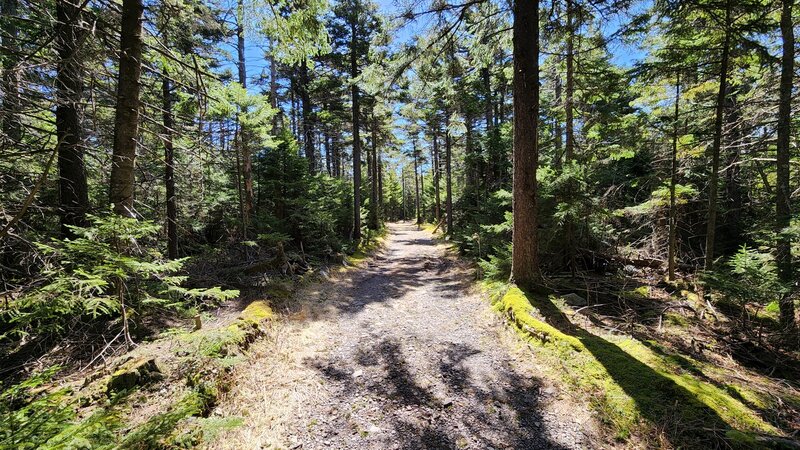 Trail heading up to the peak, about 0.5mi from the top