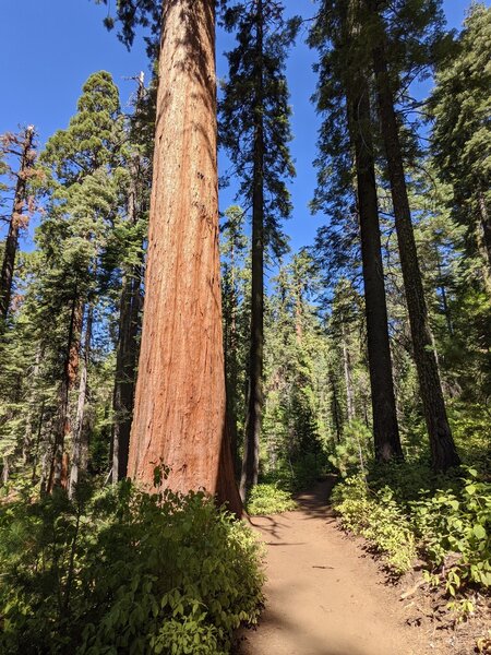 Big trees at Big Trees park