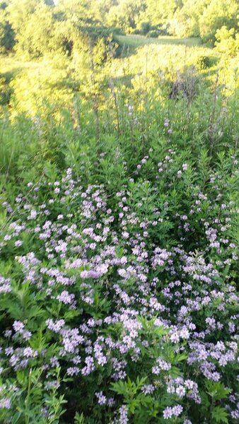 Many wildflowers - as many as Crested Butte, CO.