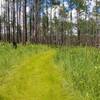 Trail at north side of the Bear Lake Loop.