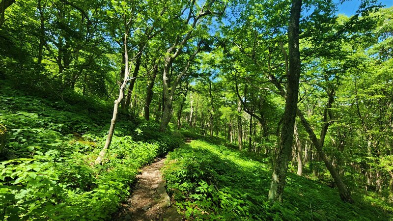 View from the trail.