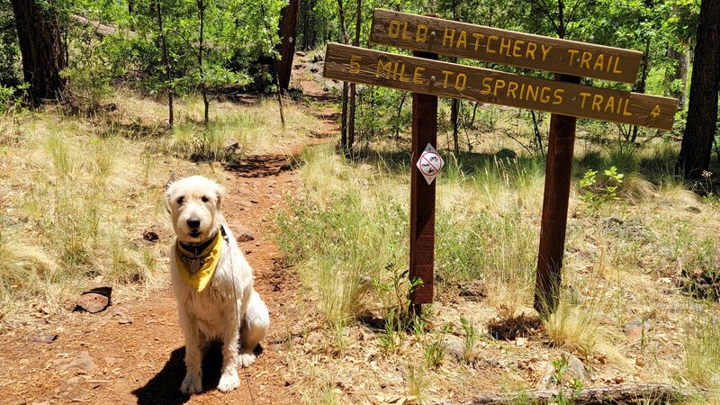 Remi at the Trailhead for Old Hachery Trail. Connecting leg for Spring trail loop