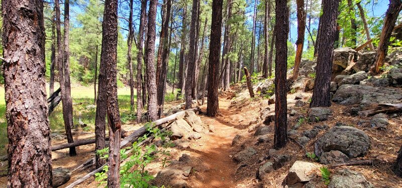 Beautiful open Trail between the meadow on the left and the lava rock outcroppings on the right.