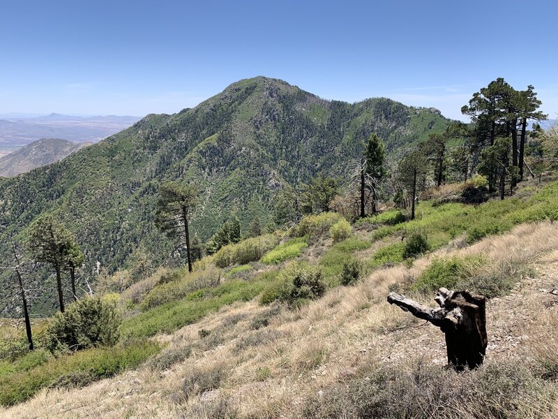 Miller Peak from Carr Trail