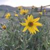 Colorado wildflowers near the Left Hand Trailhead.