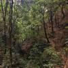 Dense broadleaved forest around the Kolti Nala stream.