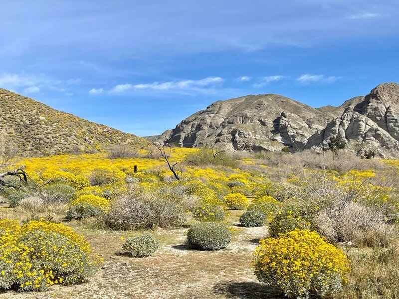 Desert blooms on the PCT - Whitewater Preserve