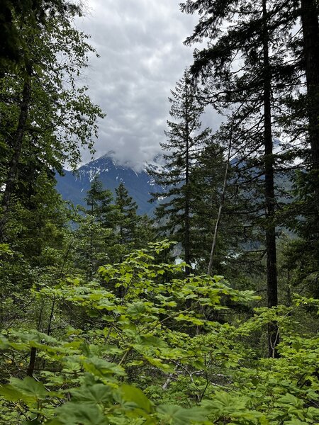 Nice view of the mountains through the trees.