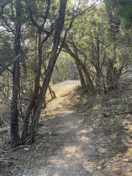 Dana Peak Trail