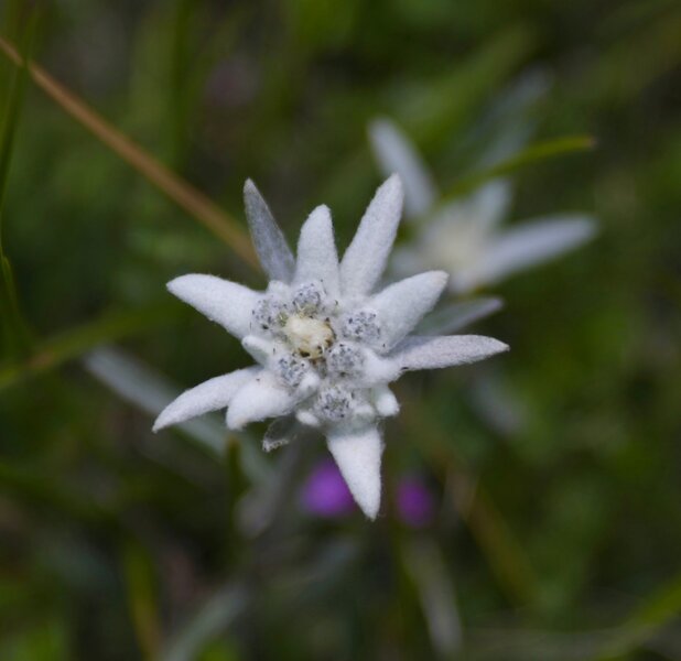 Edelweiss