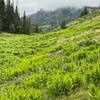 Trail passes through forest and meadows.