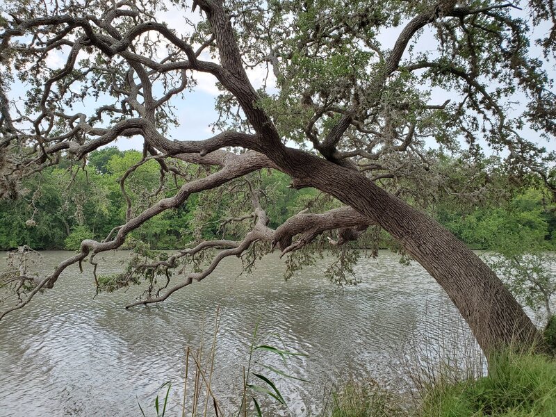 Live oak hanging over Oxbow Lake