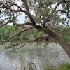 Live oak hanging over Oxbow Lake