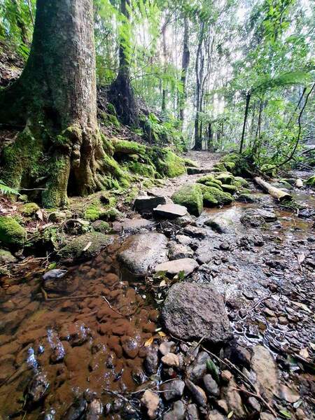 Creek crossing on the Boarder track in Binna Burra