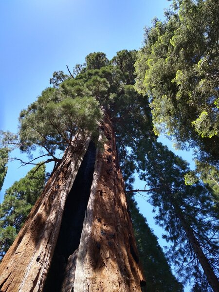 Boole Tree