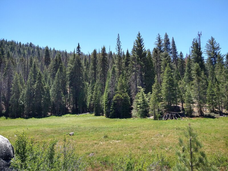 Field of Trees off the trail.