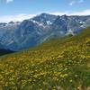 Mid-June wildflowers cover the meadows in this area.