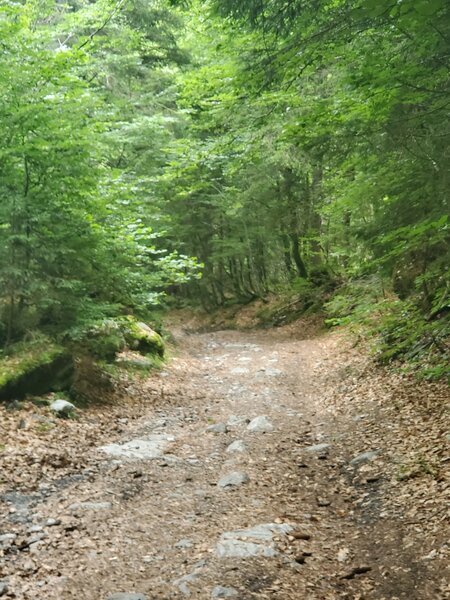 Wide, forested trail below Plaine Joux.