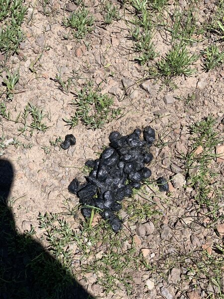 Lots of bear scat near the Lodgepole trail.