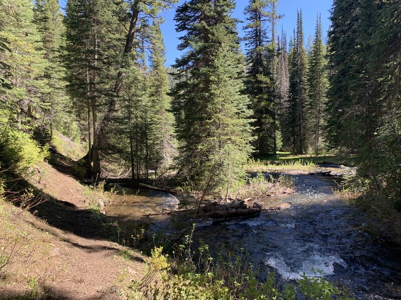 Dobbin creek is very high this spring and is getting dangerously close to washing out the dobbin trail. Very difficult to cross the creek.