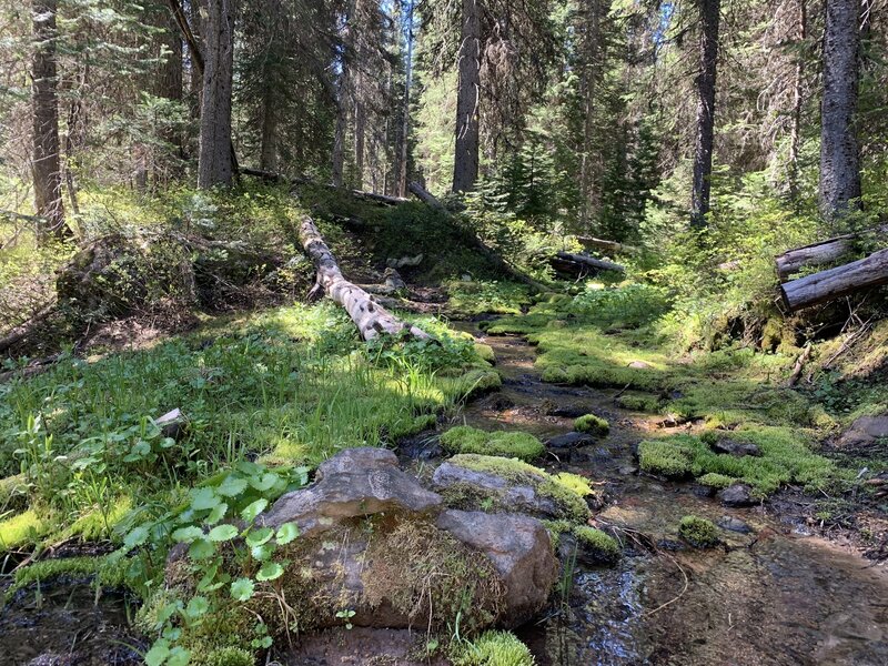 Mossy patch on Dobbin Trail.