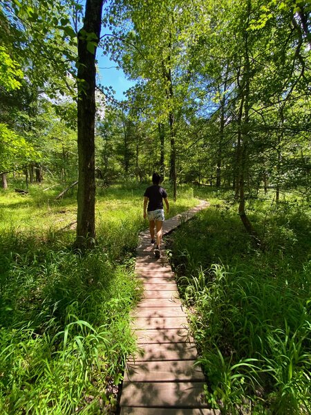 Boardwalk through intermittent wetland