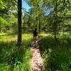 Boardwalk through intermittent wetland