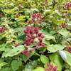 There are oodles of wineberries along the trail.