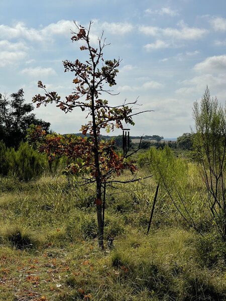 A tree planted in dedication to lost loved one.