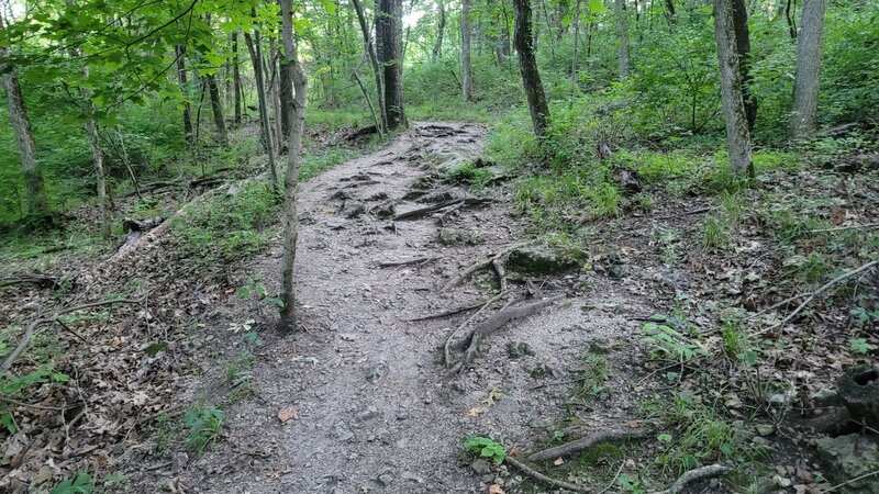 Tree roots on trail