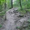 Tree roots on trail