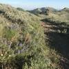 Lovely floral display at the summit of Scout Mountain.